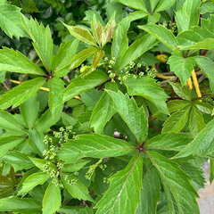 6213051_parthenocissus_inserta_01