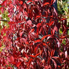 3223371_parthenocissus_redwall_troki_01