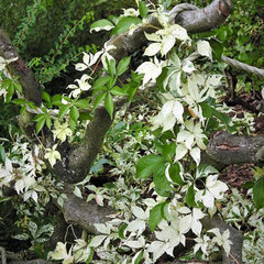 6213052_parthenocissus_star_showers_01