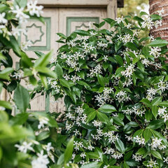 2254199_trachelospermum_jasminoides_01