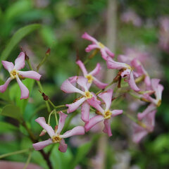 3254565_trachelospermum_pink_01