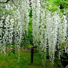 3222106_wisteria_clara_mack_01