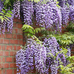 2253375_wisteria_ludwik_lawin_03
