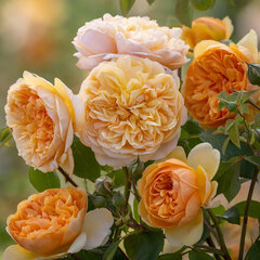 4254584_ruza_bring_me_sunshine_03