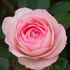 4254594_ruza_mini_eden_rose_02