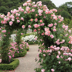 4254600_ruza_strawberry_hill_04