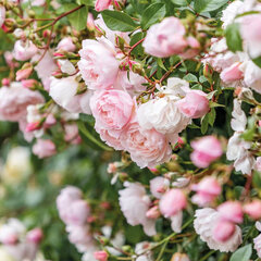 4254611_ruza_the_generous_gardener_01