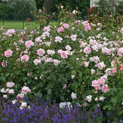 3251736_ruza_alexandra-princesse_01