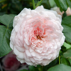 3251736_ruza_alexandra-princesse_04