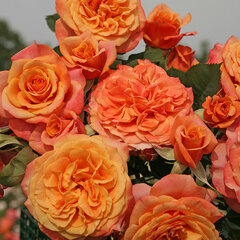 3251774_ruza_la-villa_cotta_01