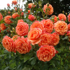 3251987_ruza_lambada_01