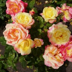 3251779_ruza_little_sunset_02