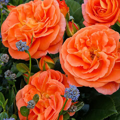 3252855_ruza_mango_03