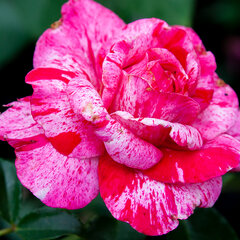 3251733_ruza_abracadabra_03