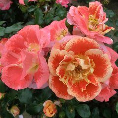 3231734_ruza_airbrush_01