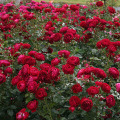 3251743_ruza_bordeaux_02