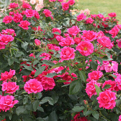 3231911_ruza_gartenfreundr_01