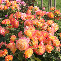 3252594_ruza_gartenspass_01