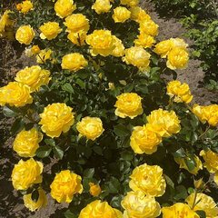 3254526_ruza_here_comes_the_sun_01