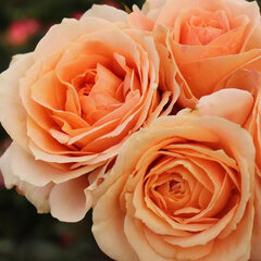 3254564_ruza_impala_02