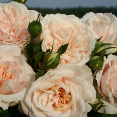 3221778_ruza_lions-rose_01