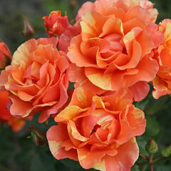 3254528_ruza_lollipop_01