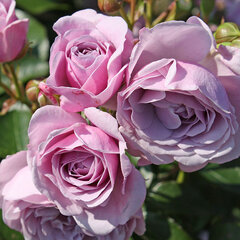 3251787_ruza_nautica_01