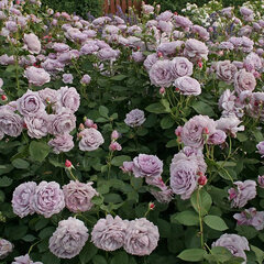 3251789_ruza_novalis_01