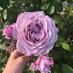 3251789_ruza_novalis_03