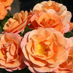 3251799_ruza_portoroz_02