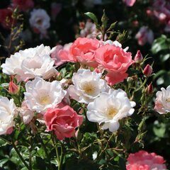 3201808_ruza_roseromanticr_03