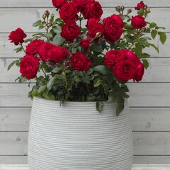 3251991_ruza_till_eulenspiegel_01