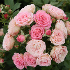 3223281_ruza_xenia_01