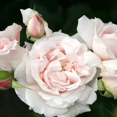 3251748_ruza_constanze_mozart_01