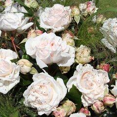 3251748_ruza_constanze_mozart_02