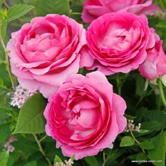 3251756_ruza_fraulein_maria_01