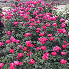 3251759_ruza_gartenprinzessin_marie-jose_01