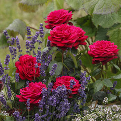 3251762_ruza_grafin_diana_01