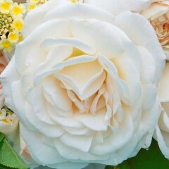 3251763_ruza_grafin_elke_zu_rantzau_01