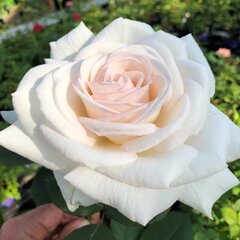 3251763_ruza_grafin_elke_zu_rantzau_02