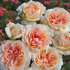 3251765_ruza_grossherzogin_luiser_01