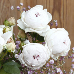 3251767_ruza_herzogin_christiana_01