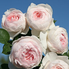 3251767_ruza_herzogin_christiana_02