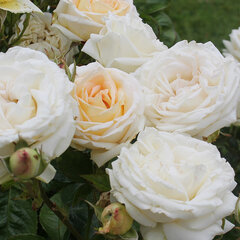 3251781_ruza_madame_anisette_01