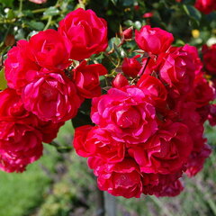 3251992_ruza_gartnerfreude_02