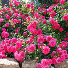 3251772_ruza_knirps_01