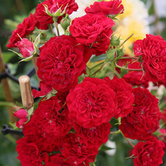 3253441_ruza_crimson_siluetta_01