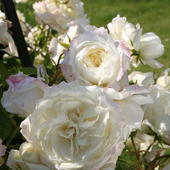 3251735_ruza_alaska_01