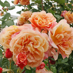 3251737_ruza_aloha_03