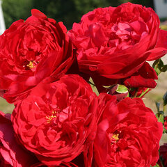 3251755_ruza_florentina_02